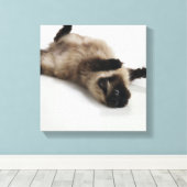 Toile Chat himalayen allongé sur son dos (Insitu (Plancher de Bois))