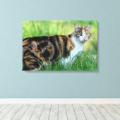 Toile Chat marron et blanc (Insitu (Plancher de Bois))