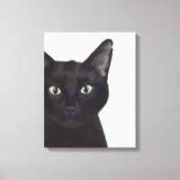 Chat, Portrait de Gus