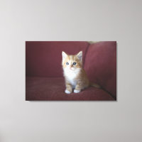 Chat sur canapé