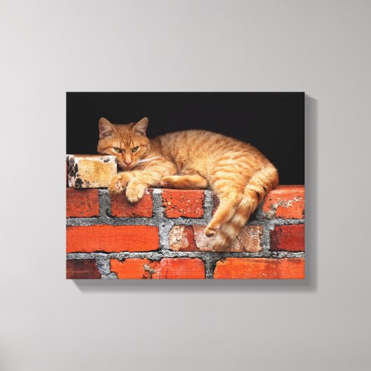 Toile Chat sur mur de brique (Recto)