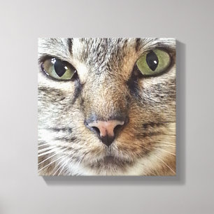 Toile Chat tigré à cheveux longs Brown