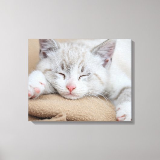 Toile Chaton couchant (Recto)