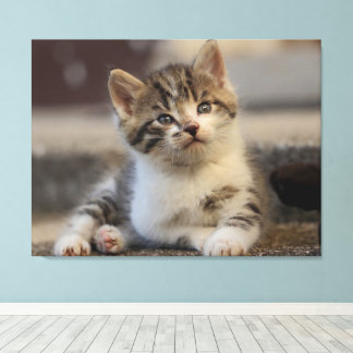 Toile chaton mignon