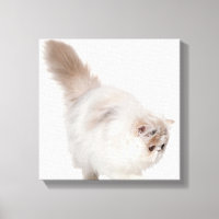 Chaton persan (3 mois)