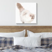 Toile Chaton persan (3 mois) (Insitu(Chambre))