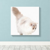 Toile Chaton persan (3 mois) (Insitu (Plancher de Bois))