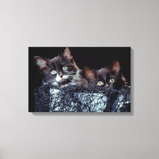 Toile Chatons dans le conteneur (Recto)