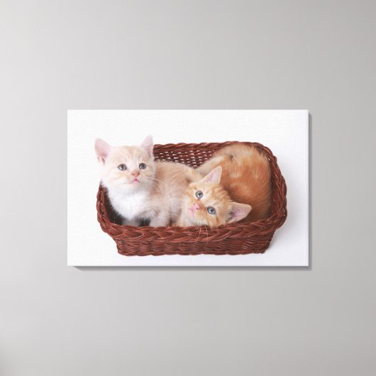 Toile Chatons dans le panier (Recto)