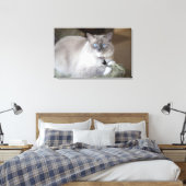 Toile Chatte Ragdoll (Insitu(Chambre))