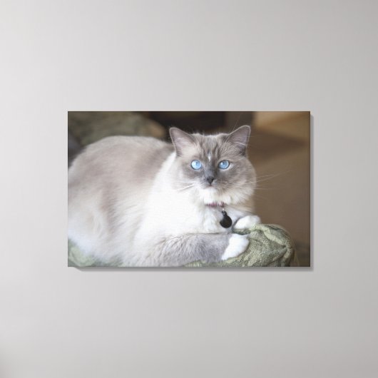 Toile Chatte Ragdoll (Recto)