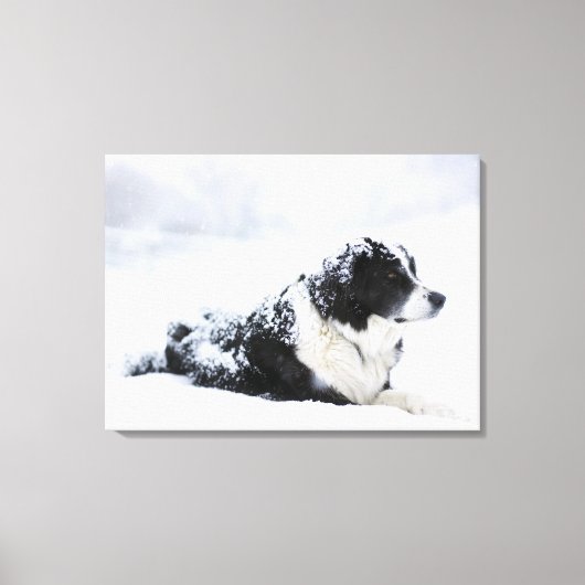 Toile Cheepdog (mélange Akbash/collie) allongé pendant (Recto)