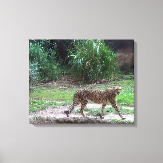 Toile Cheetah (Recto)