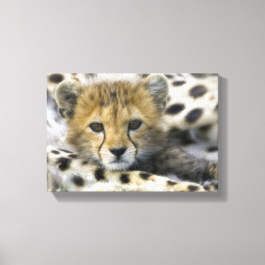 Toile Cheetah (Recto)