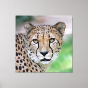 Toile Cheetah 009