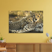 Toile Cheetah, Acinonyx jubatus, avec petit dans le Masa (Insitu(Salon))