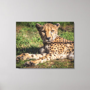 Toile Cheetah relaxant