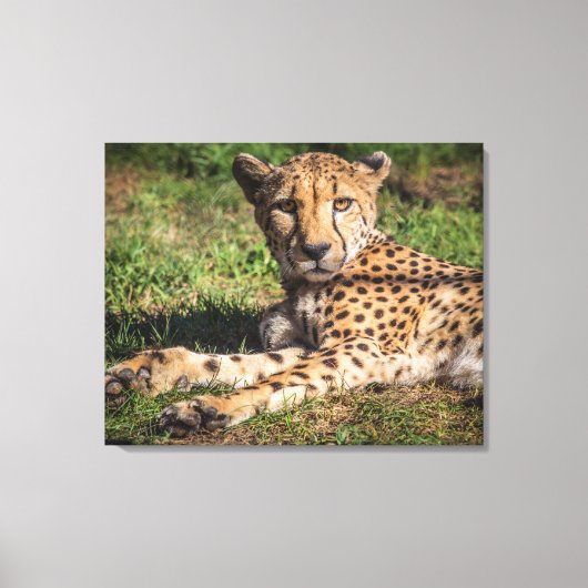 Toile Cheetah relaxant (Recto)