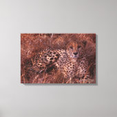 Toile Cheetah Stare (Recto)