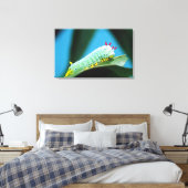 Toile Chenille du papillon Prométhée, Callosamia (Insitu(Chambre))