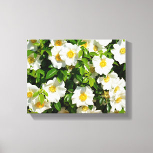 Toile Cherokee rose dans le jardin