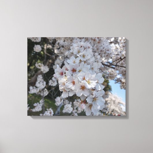 Toile CHERRY BLOSSOMS #2 SUR CANVAS 20 "x 16" (Recto)
