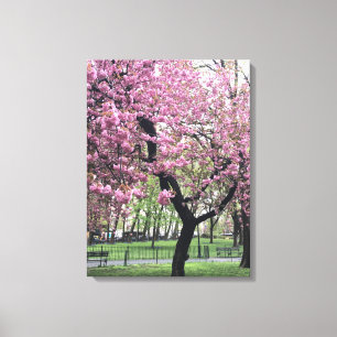 Toile Cherry Blossoms Springtime Tree New York City
