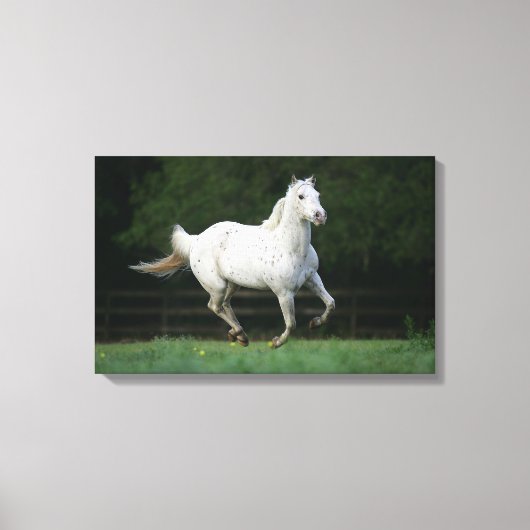 Toile Cheval Appaloosa 1 (Recto)