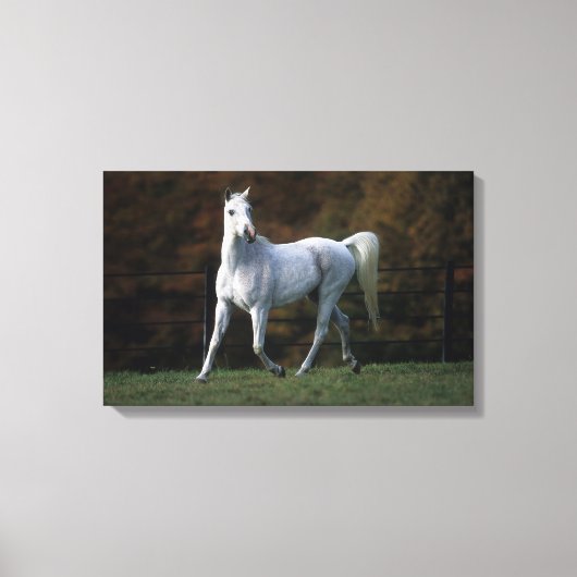 Toile Cheval arabe 1 (Recto)