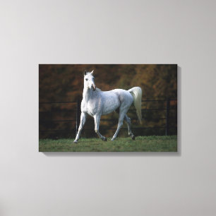 Toile Cheval arabe 1