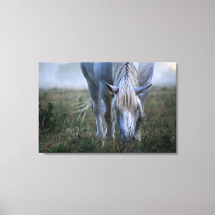 Toile Cheval blanc