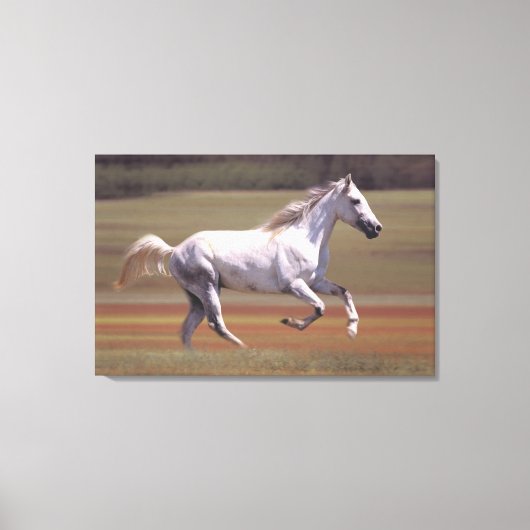 Toile Cheval blanc courant dans le champ (Recto)