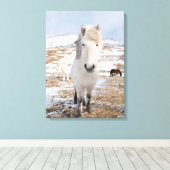 Toile Cheval Blanc Islandais, Islande (Insitu (Plancher de Bois))
