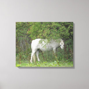 Toile Cheval Blanc timide Imprimer