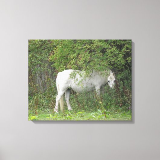 Toile Cheval Blanc timide Imprimer (Recto)