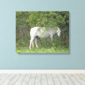 Toile Cheval Blanc timide Imprimer (Insitu (Plancher de Bois))