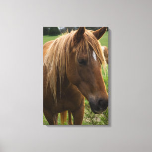 Toile Cheval Bonjour