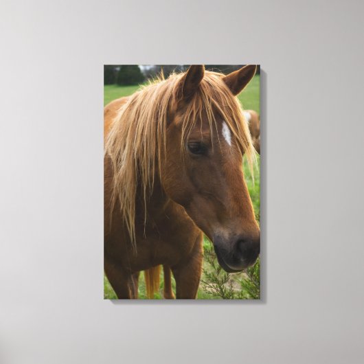 Toile Cheval Bonjour (Recto)