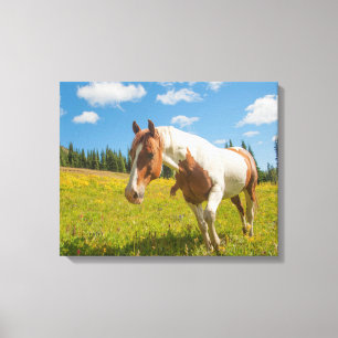 Toile Cheval curieux dans une prairie alpine en été