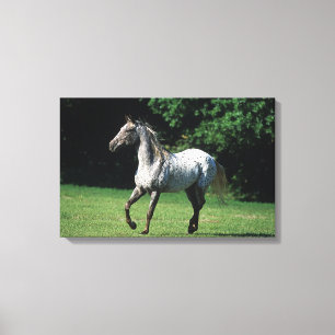 Toile Cheval d'Appaloosa courant 2