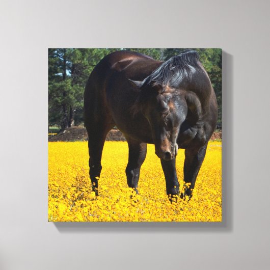 Toile Cheval de baie dans un champ de fleurs jaunes (Recto)