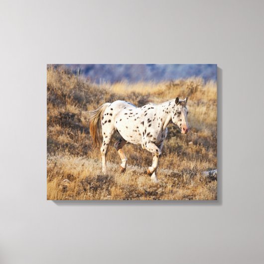 Toile Cheval errant dans les collines pittoresques du Bi (Recto)