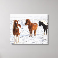 Cheval islandais avec pelage d'hiver typique