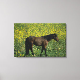 Toile Cheval sauvage de mustang se tenant en fleurs
