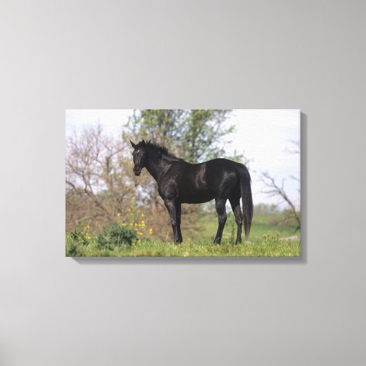 Toile Cheval Thoroughbred debout (Recto)