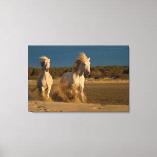 Toile Chevaux Blancs Courant Sur La Plage   Camargue, Fr