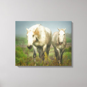Toile Chevaux blancs de Camargue en champ