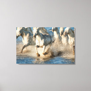 Toile Chevaux blancs de Camargue, France