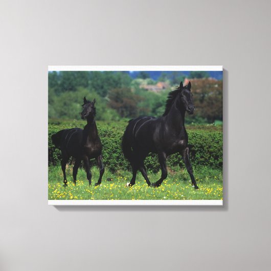 Toile Chevaux de Thoroughbred en champ de fleurs (Recto)