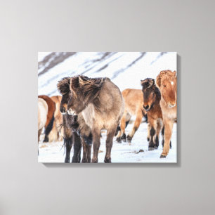 Toile Chevaux islandais dans les pâturages d'hiver près